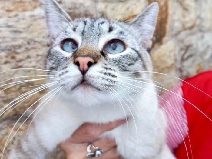 Gato raça Srd idade 2 a 6 meses nome Pipoca bb 5 meses 