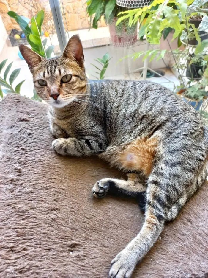 Gato raça Srd  idade 2 a 6 meses nome Stella Linda tigrada