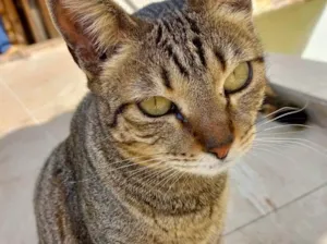 Gato raça Srd  idade 2 a 6 meses nome Stella Linda tigrada