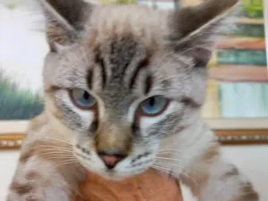 Gato raça Srd idade 2 a 6 meses nome Vincent bb4meses 