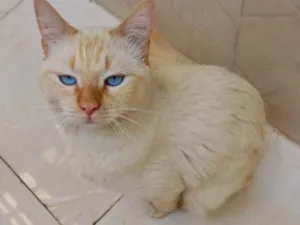 Gato raça Srd  idade 2 a 6 meses nome Apólo lindo 