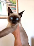 Gato raça Siamêsa idade 2 a 6 meses nome Lilly bb3meses 