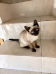Gato raça Siamêsa idade 2 a 6 meses nome Lilly bb3meses 