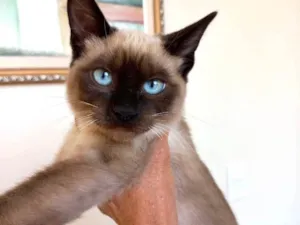 Gato raça Siamêsa idade 2 a 6 meses nome Lilly bb3meses 