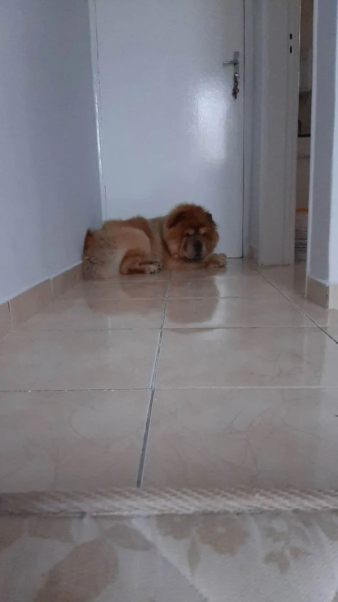 Cachorro ra a Chow-chow idade 3 anos nome Zeus