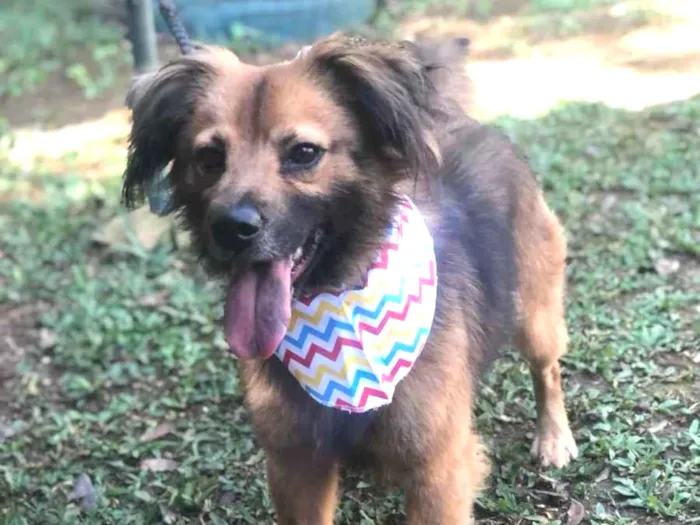 Cachorro raça srd idade 1 ano nome Théo