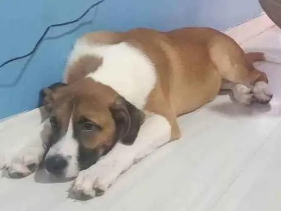 Cachorro ra a Vira lata idade 7 a 11 meses nome Cremoso 