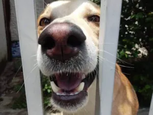 Cachorro raça Srd idade 1 ano nome Trovão 
