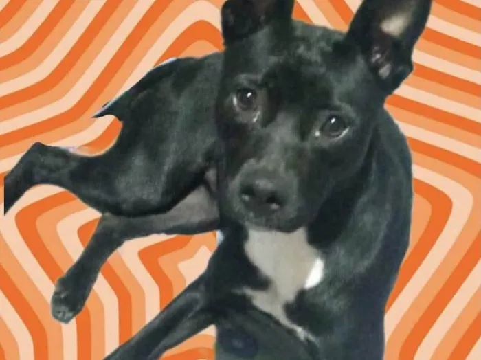 Cachorro raça Srd idade 7 a 11 meses nome Alina bb10meses 