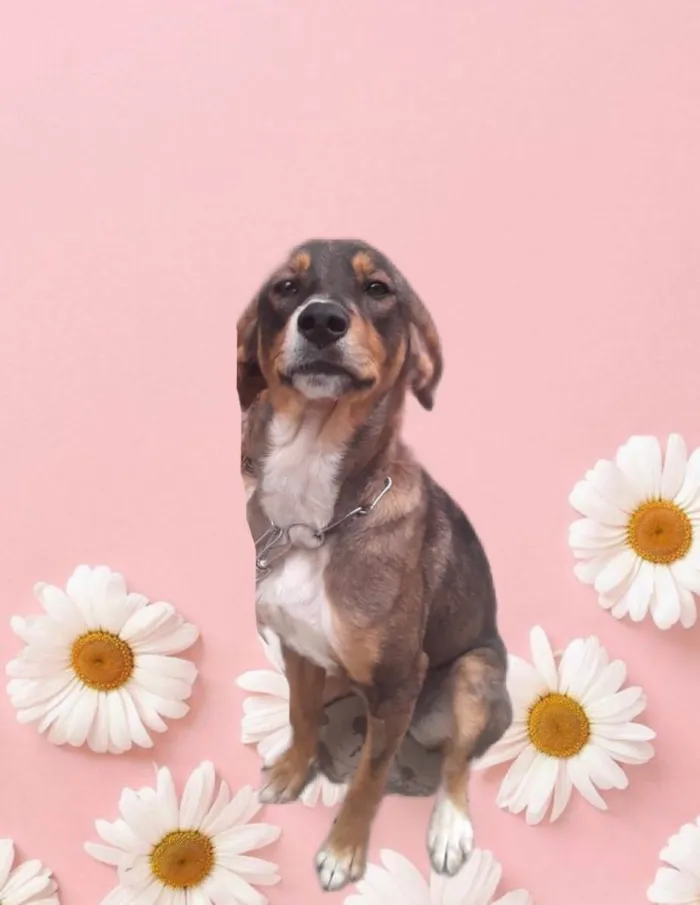 Cachorro raça Srd idade 7 a 11 meses nome Carly bb9meses 