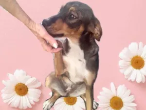 Cachorro raça Srd idade 7 a 11 meses nome Carly bb9meses 