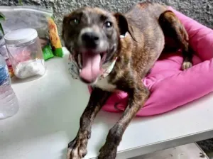 Cachorro raça Srd idade 7 a 11 meses nome Molly porteP 