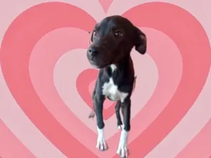 Cachorro raça Srd idade 2 a 6 meses nome Leo bb5meses 