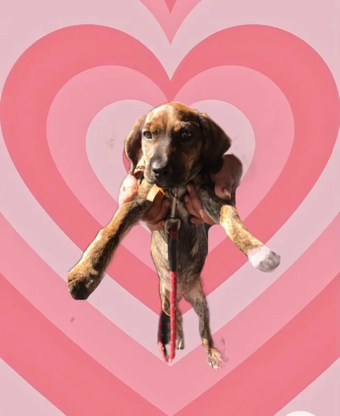 Cachorro raça Srd idade 2 a 6 meses nome Nina bb3meses 