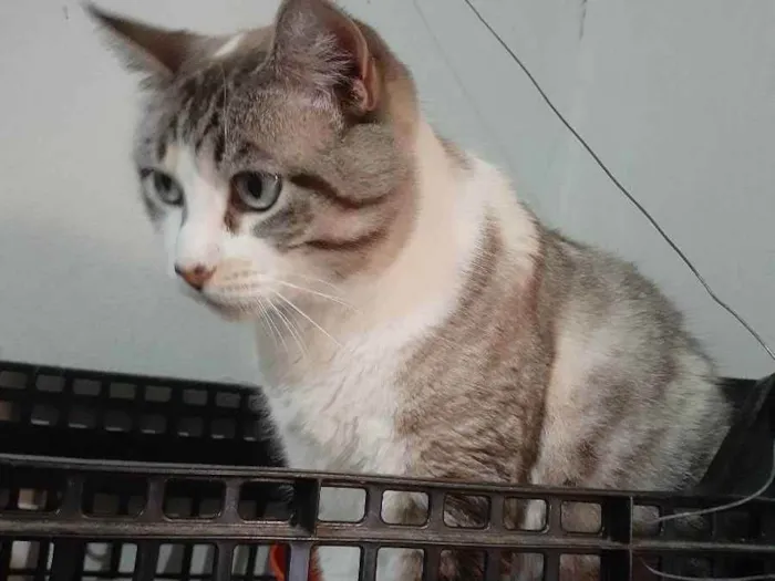 Gato ra a Sem raça definida idade 2 anos nome Bela 