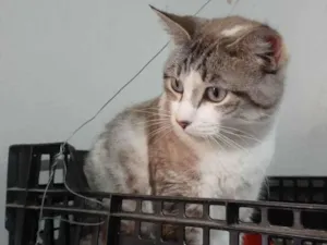 Gato raça Sem raça definida idade 2 anos nome Bela 