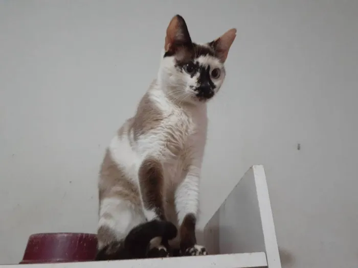 Gato ra a Sem raça definida idade 1 ano nome Isa 