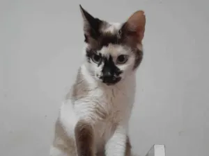 Gato raça Sem raça definida idade 1 ano nome Isa 