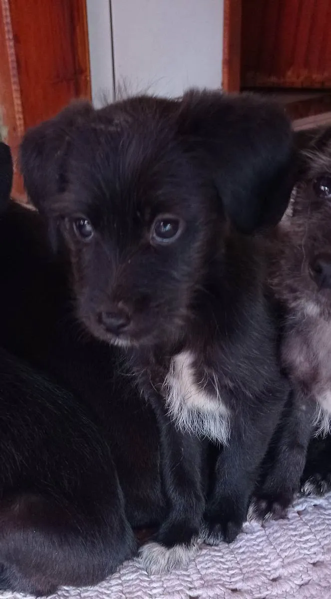 Cachorro ra a Vira lata  idade 2 a 6 meses nome Bolota