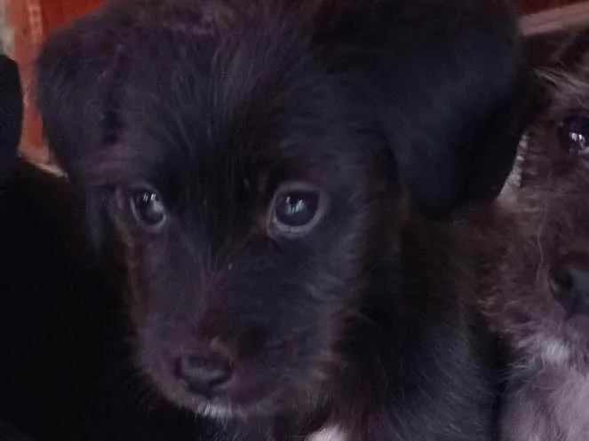 Cachorro ra a Vira lata  idade 2 a 6 meses nome Bolota