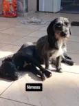 Desbotada, Peludinha