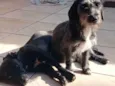 Desbotada, Peludinha