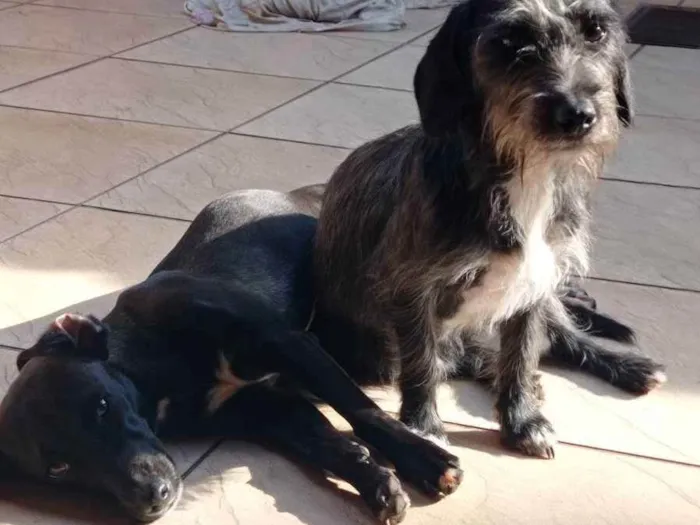 Cachorro ra a Vira lata  idade 7 a 11 meses nome Desbotada, Peludinha