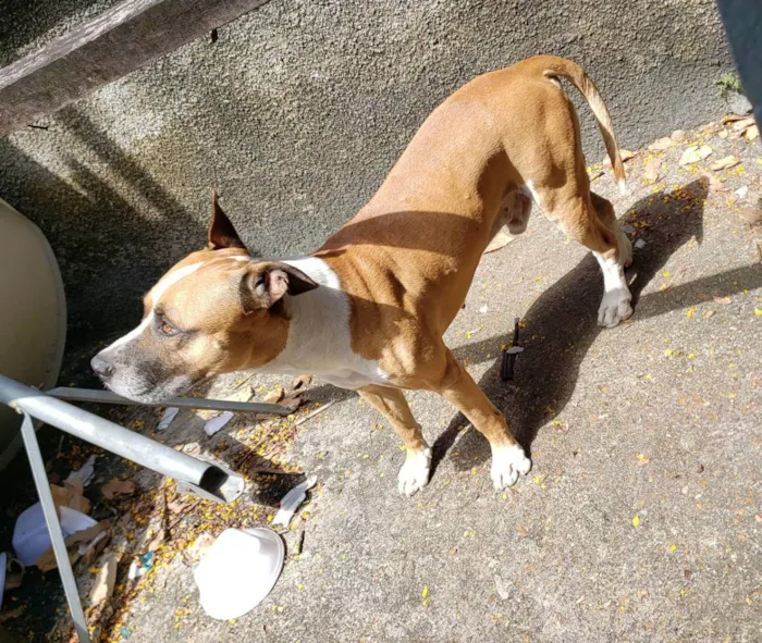 Cachorro raça Pitbull misturado  idade 4 anos nome Aquilles