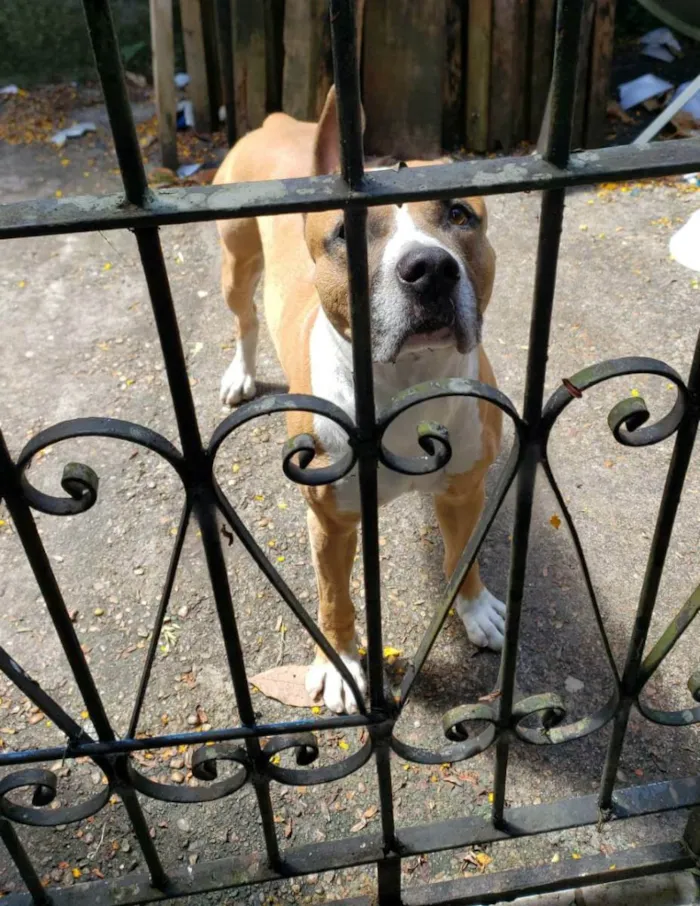 Cachorro raça Pitbull misturado  idade 4 anos nome Aquilles