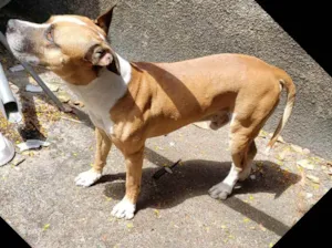 Cachorro raça Pitbull misturado  idade 4 anos nome Aquilles