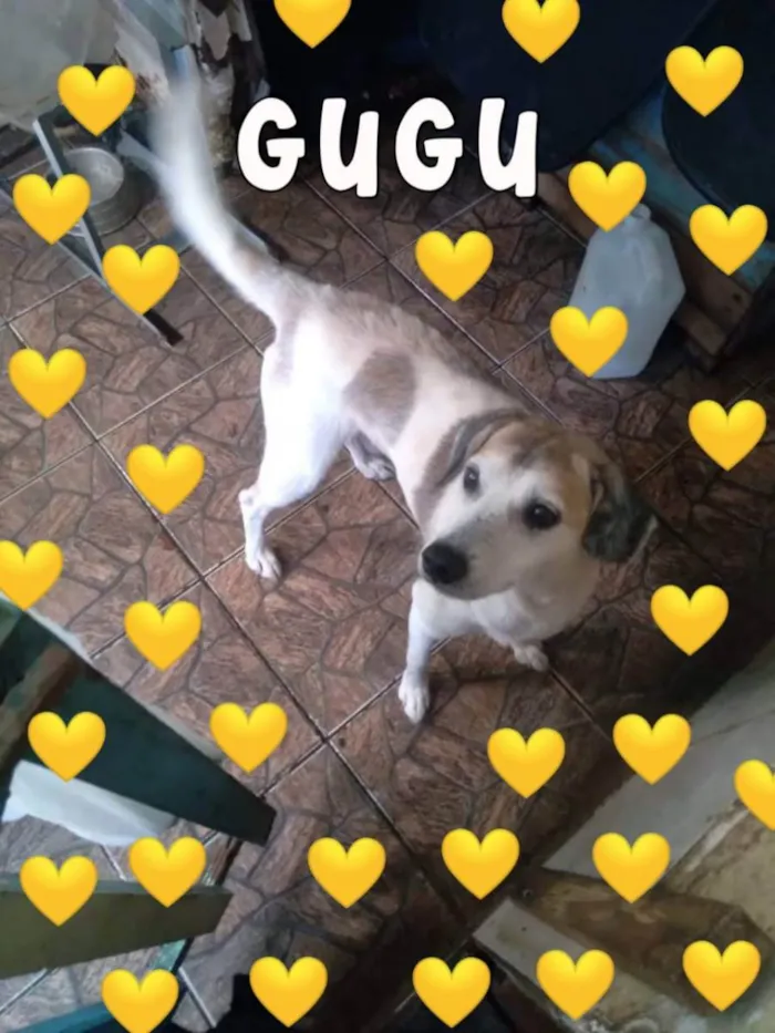 Cachorro ra a SDR idade 3 anos nome Gugu