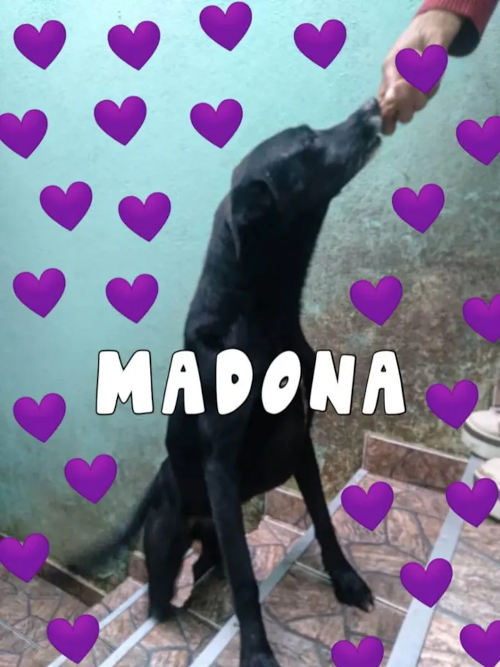 Cachorro ra a SDR idade 3 anos nome Madona
