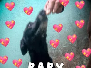 Cachorro raça SDR idade 3 anos nome Baby