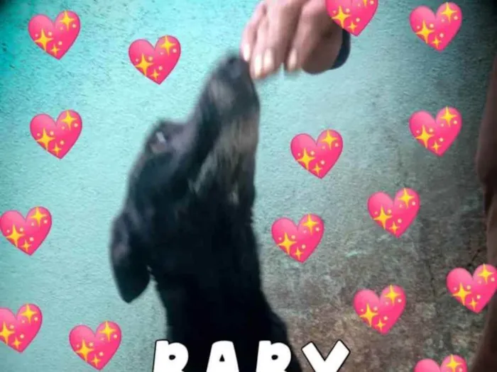 Cachorro ra a SDR idade 3 anos nome Baby