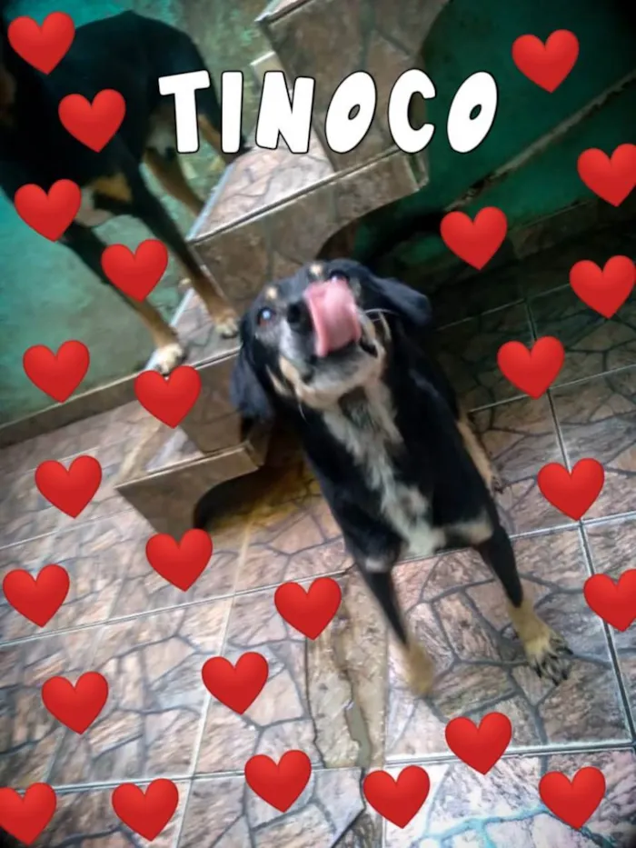 Cachorro ra a SDR idade 3 anos nome Tinoco