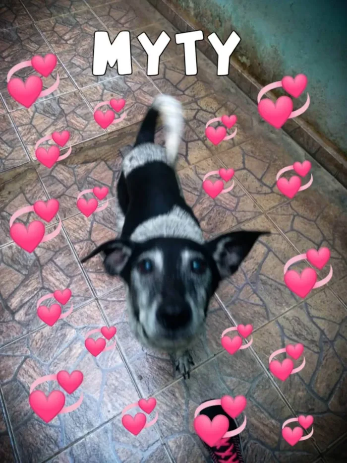 Cachorro ra a SDR idade 3 anos nome Myty