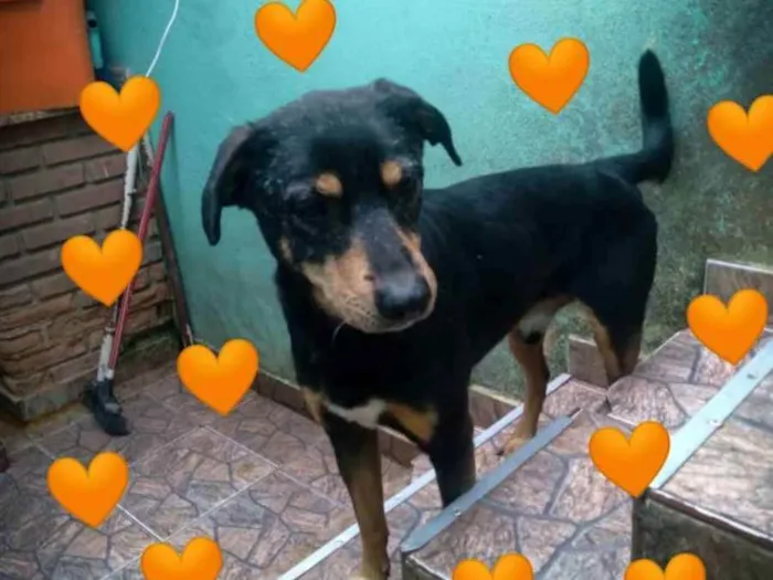 Cachorro ra a SDR idade 4 anos nome Toninho