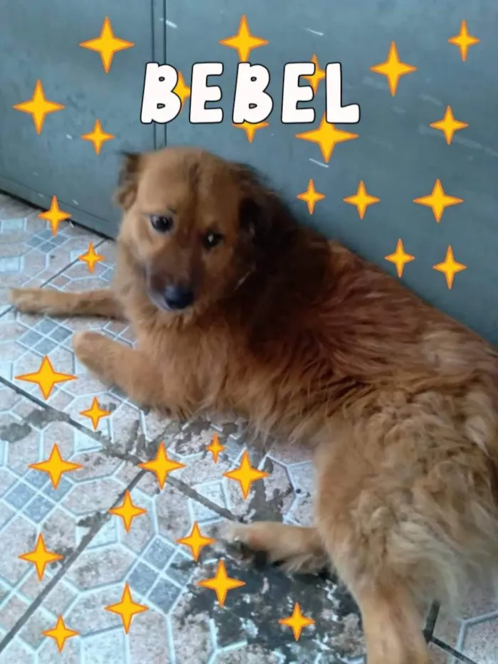 Cachorro ra a SDR idade 4 anos nome Bebel