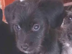 Cachorro raça Vira lata  idade 2 a 6 meses nome Bolota