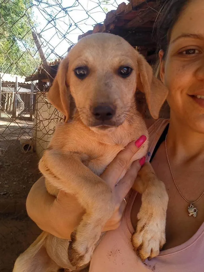 Cachorro ra a Srd idade 2 a 6 meses nome Filhotes fofos