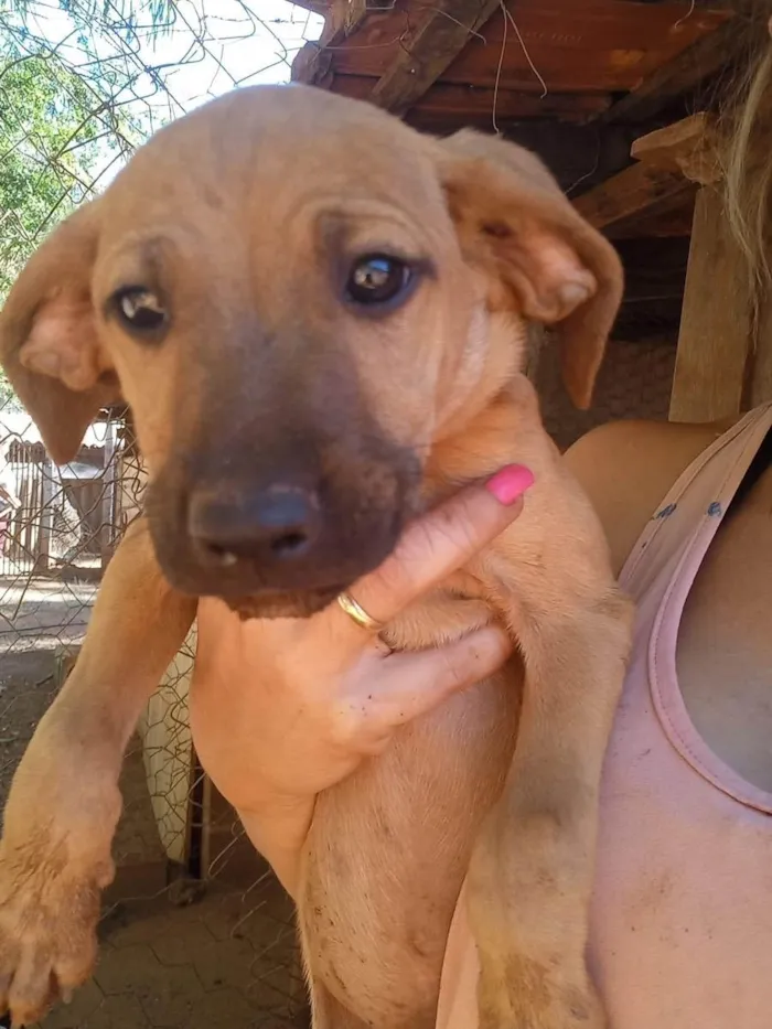 Cachorro ra a Srd idade 2 a 6 meses nome Filhotes fofos