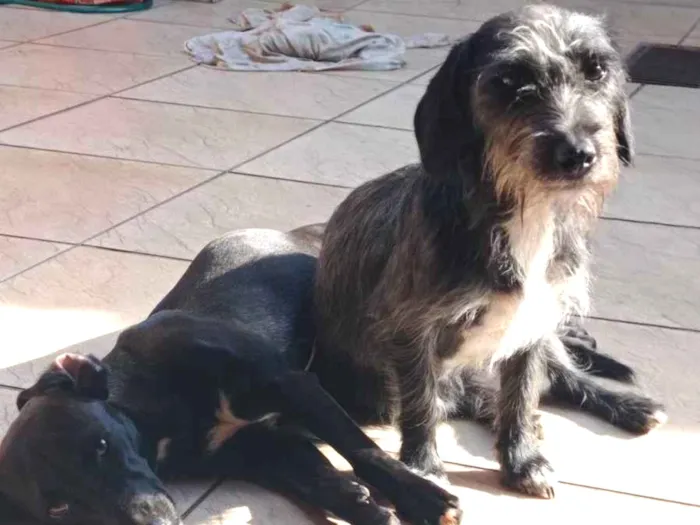 Cachorro ra a Vira lata  idade 7 a 11 meses nome Desbotada, Peludinha