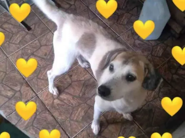 Cachorro ra a SDR idade 3 anos nome Gugu