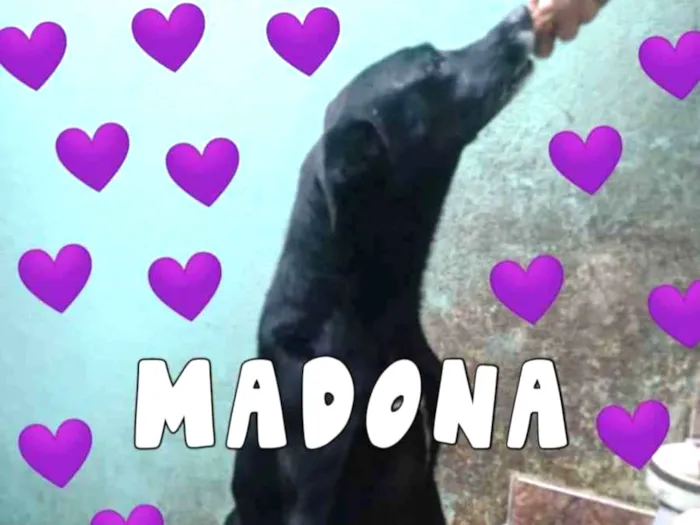 Cachorro ra a SDR idade 3 anos nome Madona