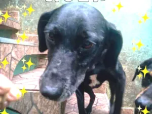 Cachorro raça SDR idade 4 anos nome Nega