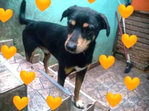 Cachorro raça SDR idade 4 anos nome Toninho