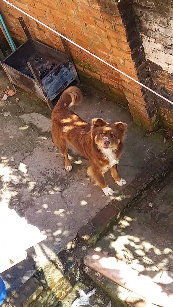 Cachorro ra a  idade 1 ano nome Toto