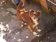 Toto