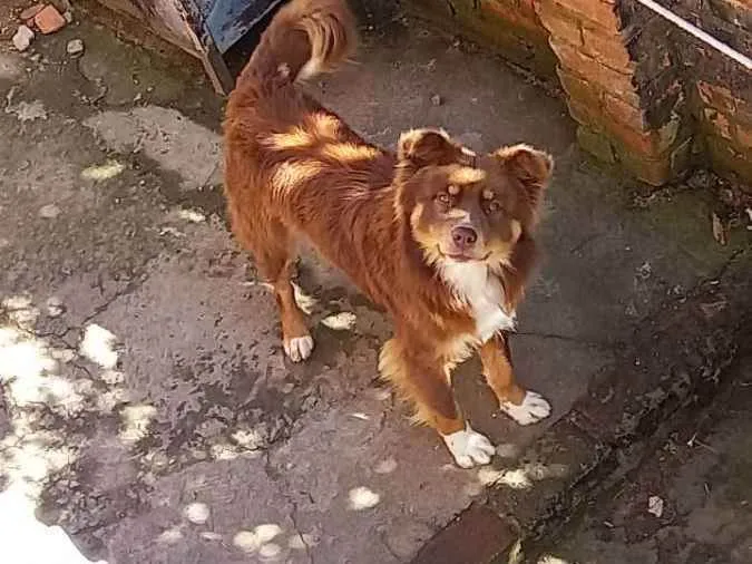 Cachorro ra a  idade 1 ano nome Toto