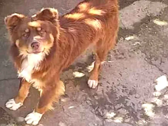 Cachorro ra a  idade 1 ano nome Toto